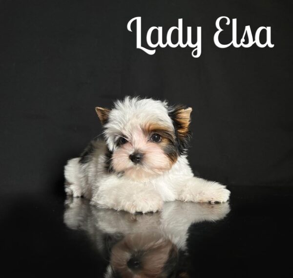 Elsa Biewer Puppy
