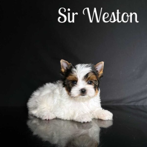 Weston Biewer Terrier