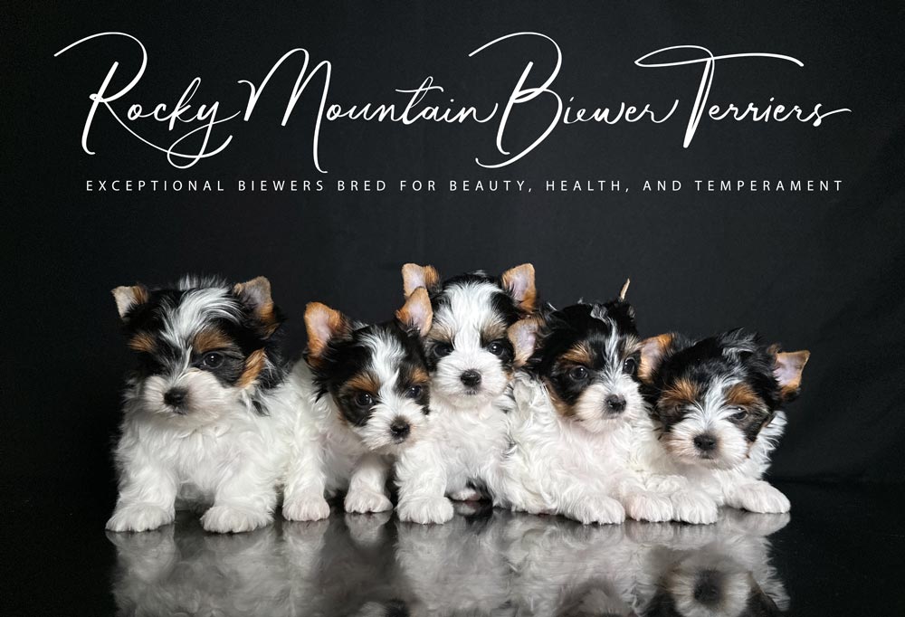 Newborn Biewer Terrier Litter Bambi