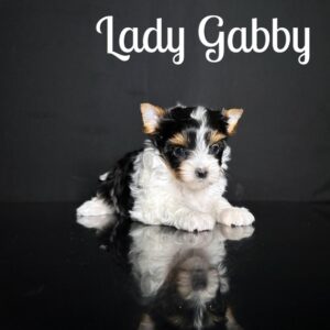 Gabby Biewer Puppy