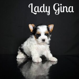 Gina Biewer Puppy
