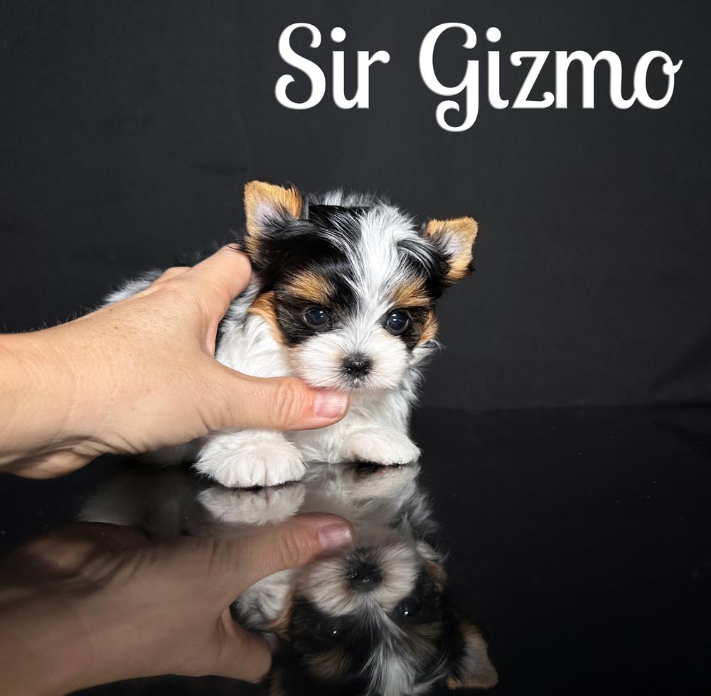 Gizmo Biewer Puppy