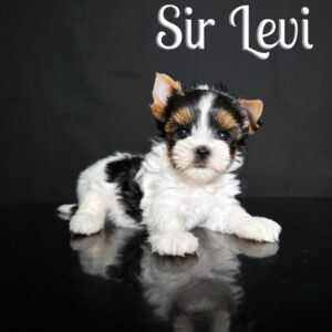 Biewer Puppy Levi
