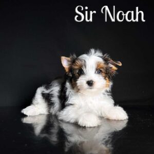 Noah Biewer Puppy