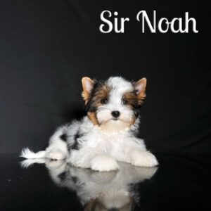 Noah Biewer Puppy Boy
