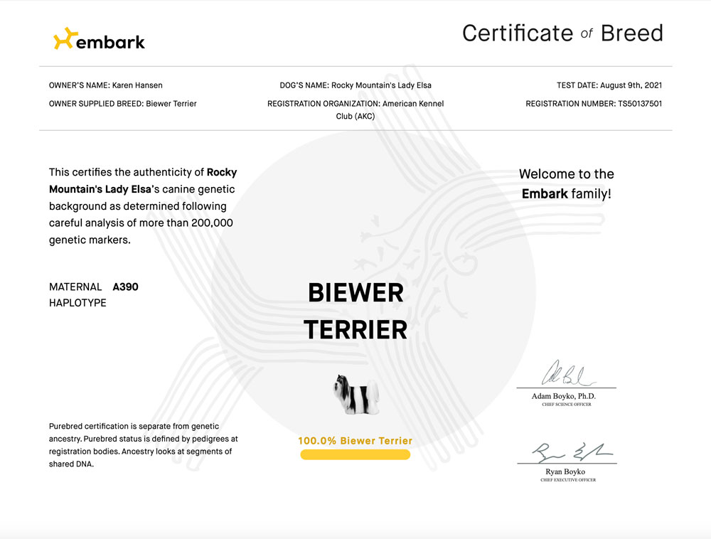 Rocky Mountain's Lady Elsa Biewer Terrier Pure Bred Certificate