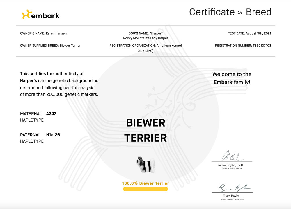 Rocky Mountain's Lady Harper Biewer Terrier Pure Bred Certificate