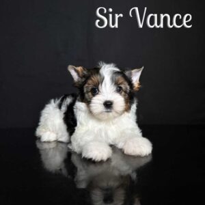 Vance Biewer Puppy