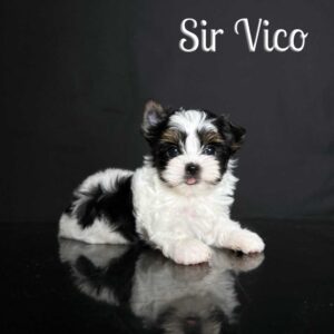 Biewer Puppy Vico