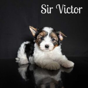 Victor Biewer Puppy