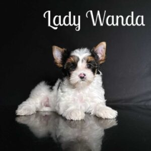 Wanda Biewer Puppy