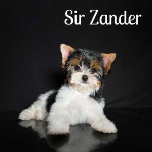 Zander Biewer Puppy