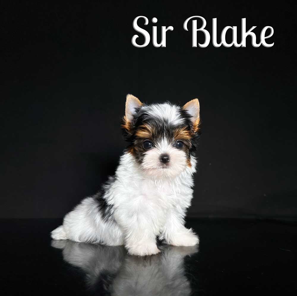 Blue Biewer Puppy