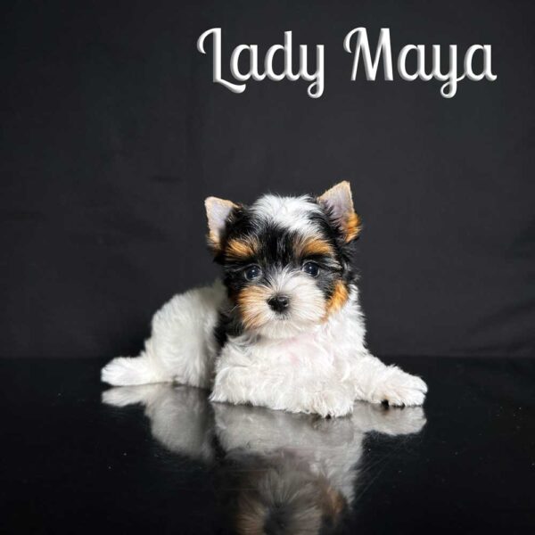 Mini Biewer Terrier Puppy Maya