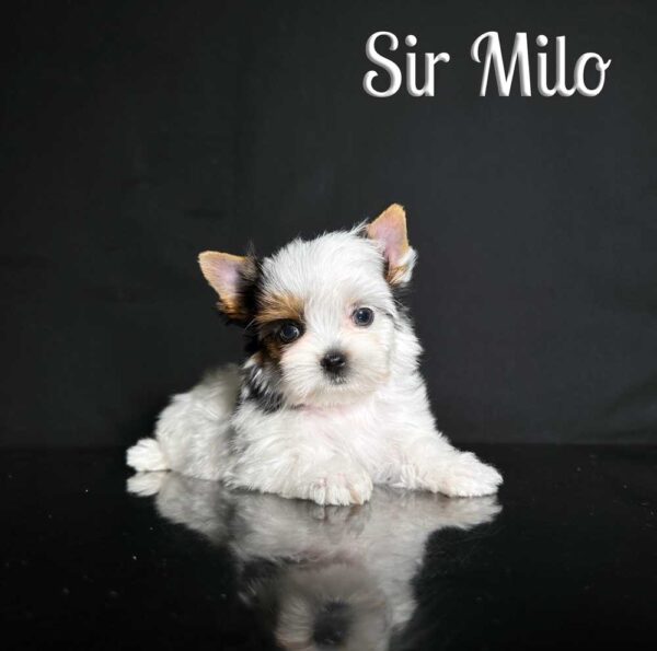 Milo Biewer Puppy
