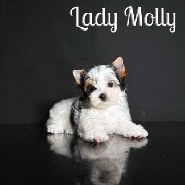 Molly Biewer Puppy