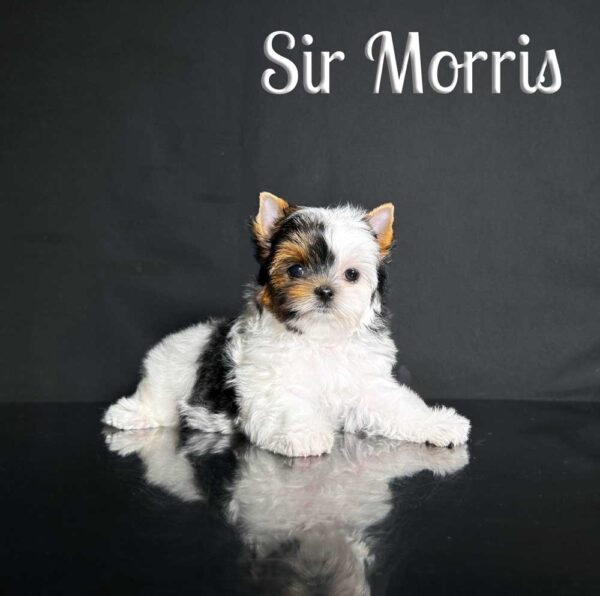 Morris Biewer Puppy
