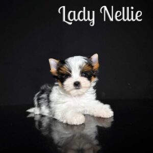 Nellie Mini Biewer Puppy