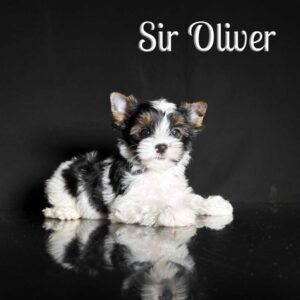 Oliver Biewer Puppy
