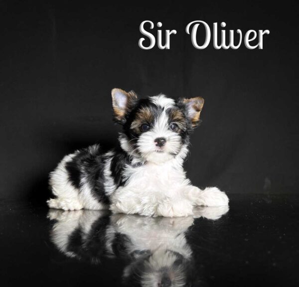 Oliver Biewer Puppy