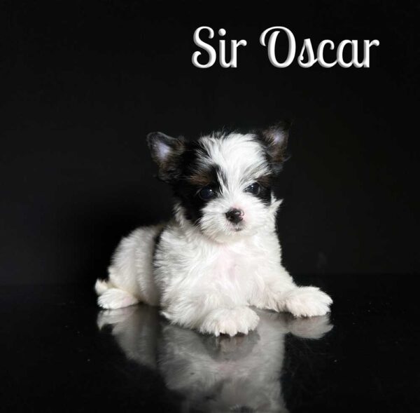 Oscar Biewer Puppy