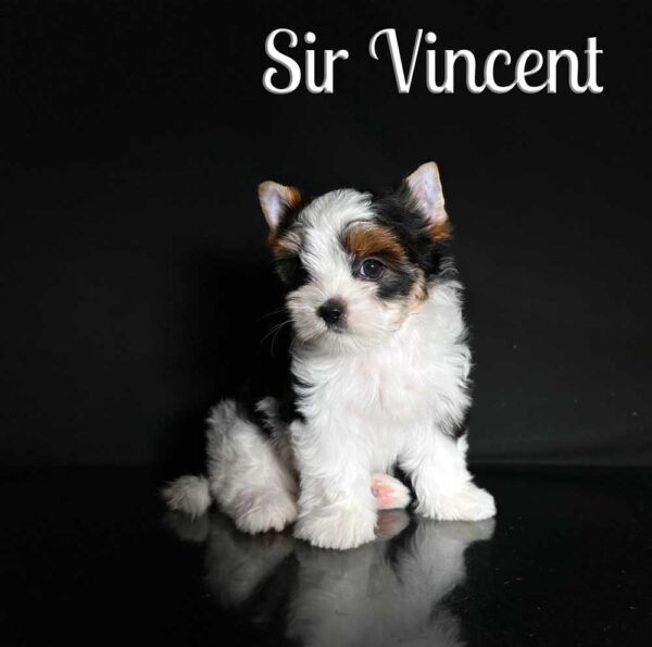 Vincent Biewer Puppy