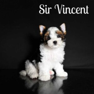 Vincent Biewer Puppy