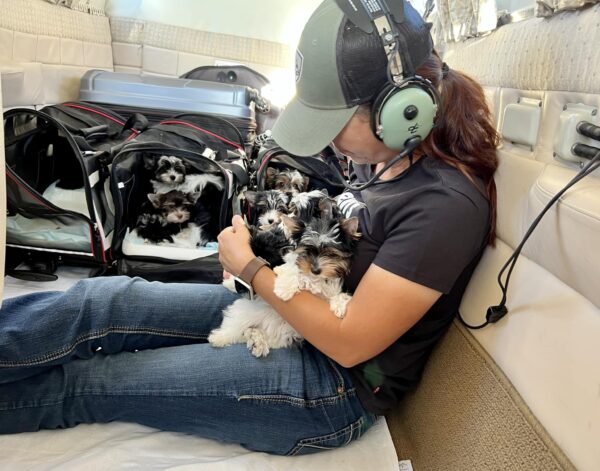 Biewer Terriers on Airplane