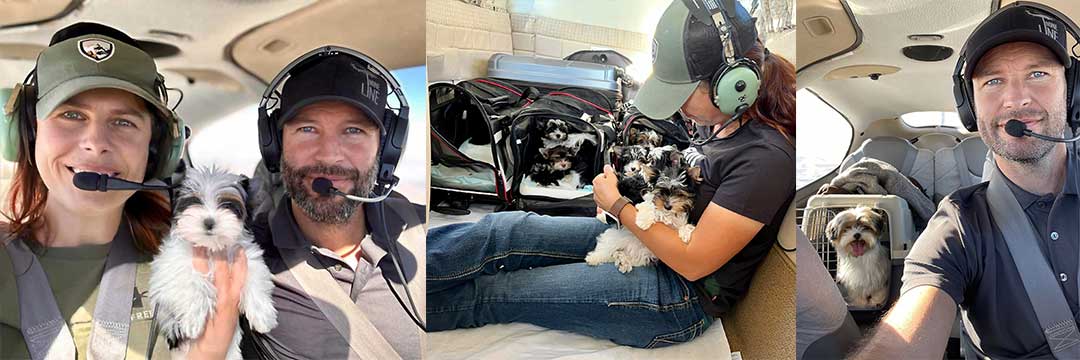 Biewer Puppy Delivery Slider