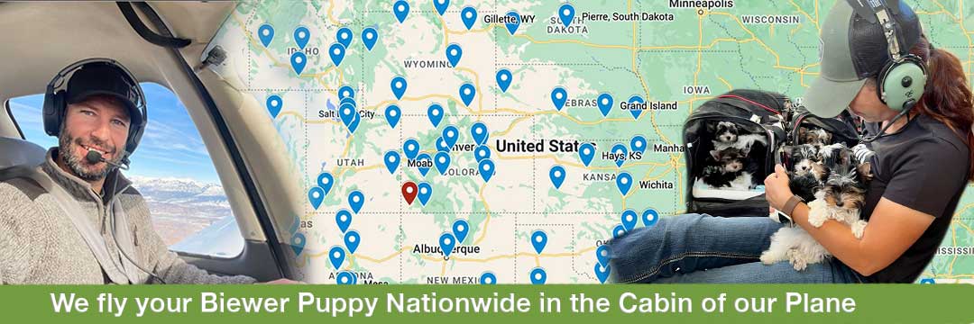 Biewer Terrier Puppy Delivery