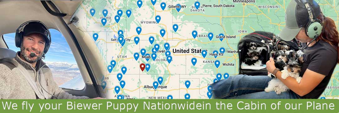 Biewer Terrier Puppy Delivery