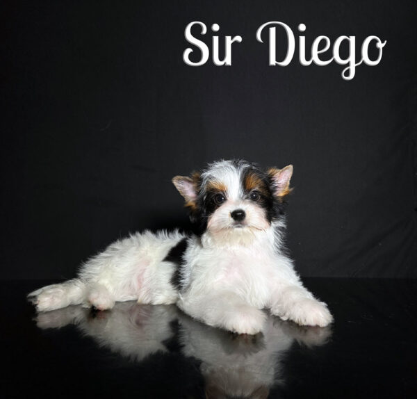 Diego Biewer Puppy