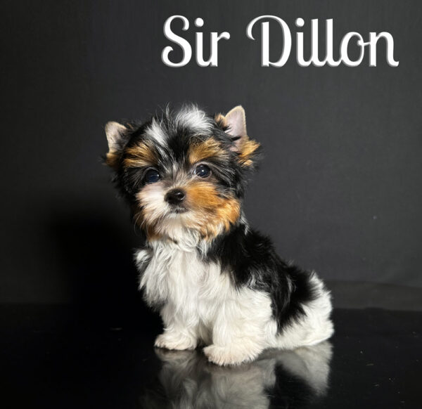 Dillon Biewer Puppy
