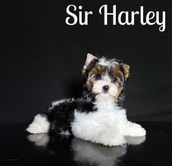 Harley Biewer Puppy