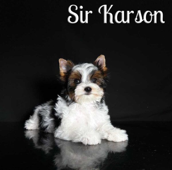 Karson Biewer Puppy