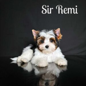 Remi Biewer Puppy