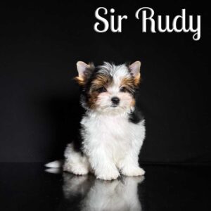 Rudy Biewer Puppy