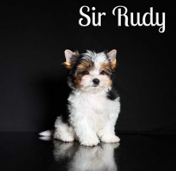Rudy Biewer Puppy