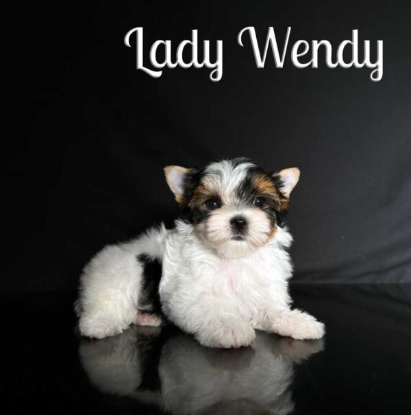 Wendy Biewer Puppy