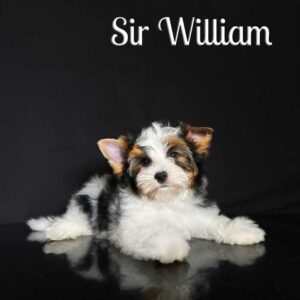 William Biewer Puppy
