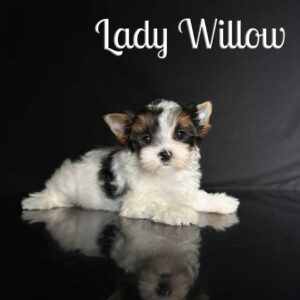 Willow Biewer Puppy