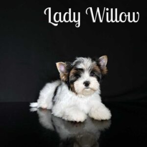 Willow Biewer Puppy Girl