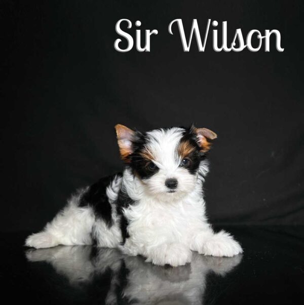 Wilson Biewer Puppy