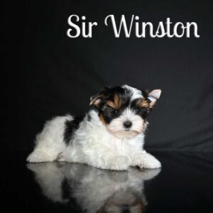 Winston Biewer Puppy