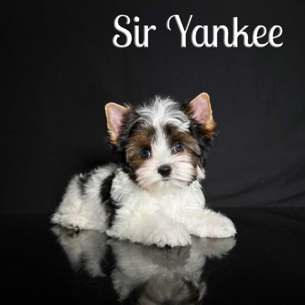 Yankee Biewer Puppy