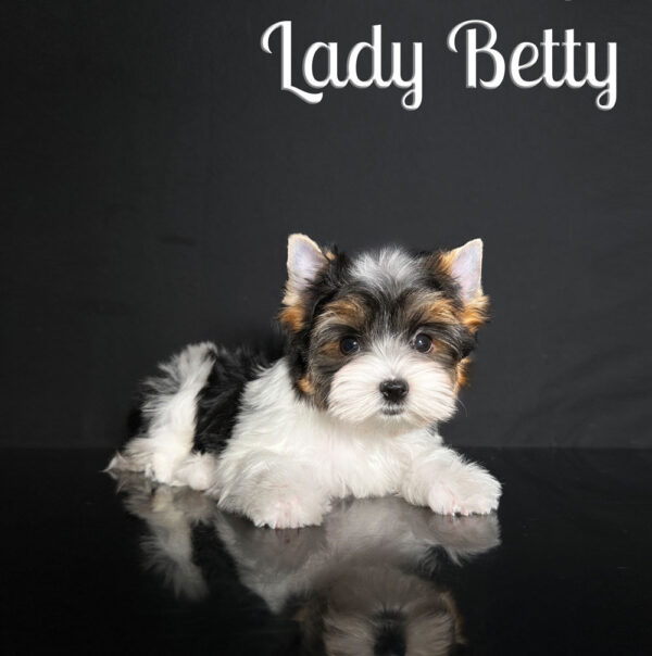 Betty Biewer Puppy