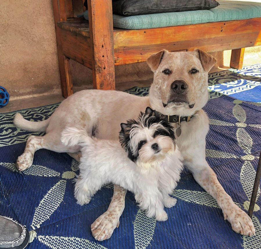 Biewer Terrier & Labrador Heeler
