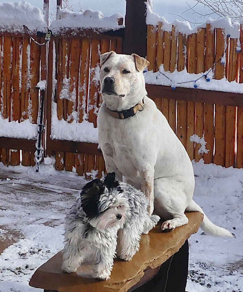 Biewer Terrier & Labrador Heeler
