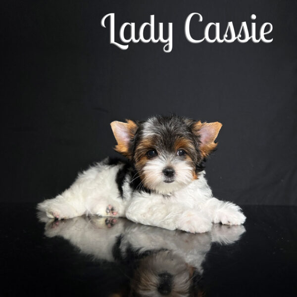 Cassie Biewer Puppy