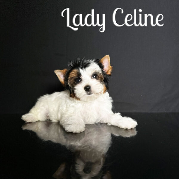 Celine Biewer Puppy